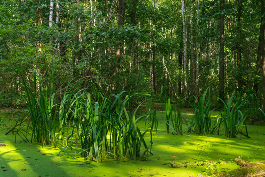 swamp with duckweed and sedge in green summer forest