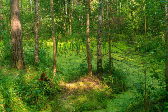 Swampy forest with small island among duckweed