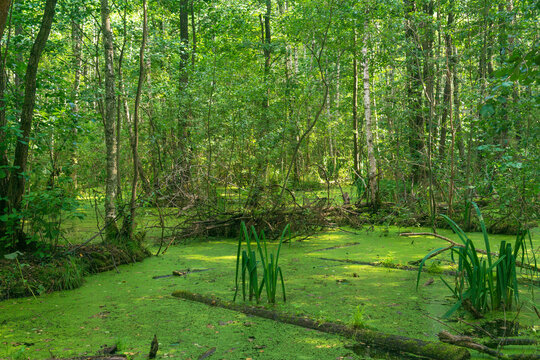 Beautiful green forest with swamp and trees in the summer season.