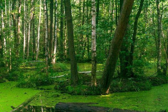 swamp in the forest with duckweed and sedge