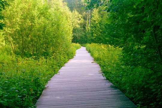 Wooden footpath in the forest. Beautiful summer landscape in the forest.