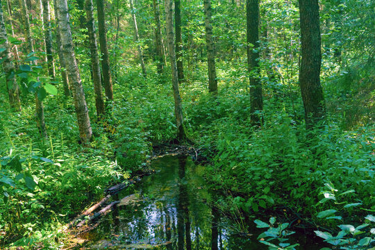 beautiful green forest in summer with small river and tree trunks
