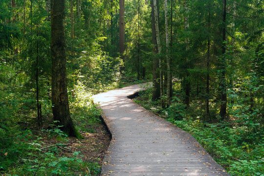 Walkway in the forest in the summer. Beautiful nature background.