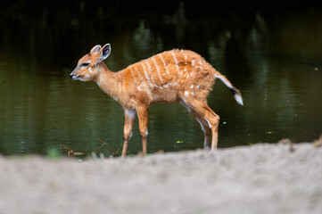 A young sitatunga (Tragelaphus spekii) with a spotted coat stands at the water edge at a safari park in the Netherlands the swamp antelope calf beside the calm green water. © Oksana