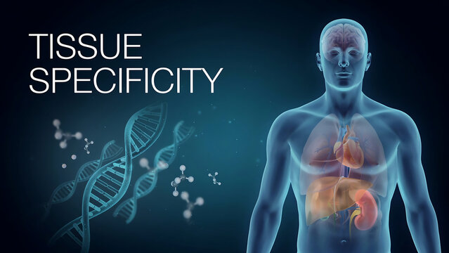 Human anatomy visualization highlighting tissue specificity with DNA strand and internal organs