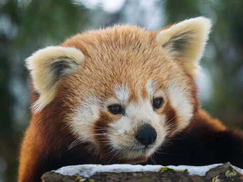 Close-up portrait of a fluffy red panda head looking down.