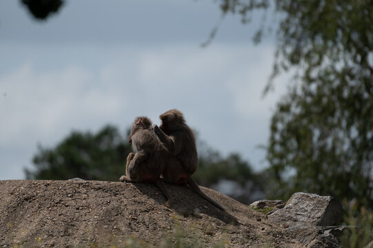 Two hamadryas baboons (Papio hamadryas) sit close together on an earthen mound against the sky at a safari park in the Netherlands a social moment between the primates.