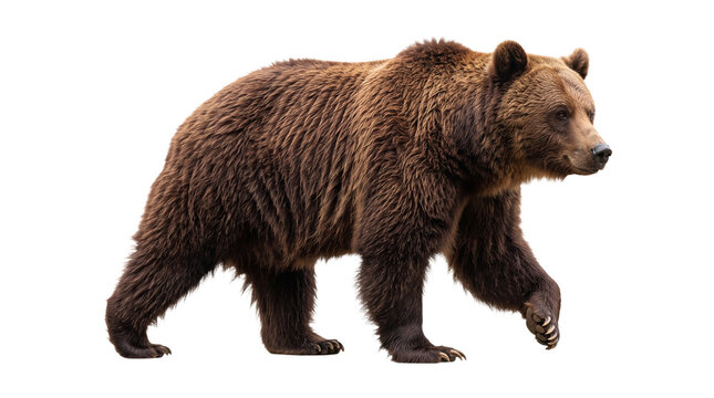 A large brown grizzly bear walking forward isolated on transparent background, powerful wild animal.