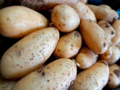 Ratte potatoes raw vegetable food. Potato healthy nutritional root vegetable. 