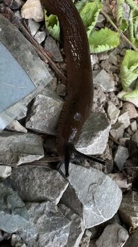 Close up of a large terrestrial slug slug, limax, maximus, gaLimax maximus moving across stones and gravel. Wildlife behavior, invertebrate zoology, gastropod mollusk, biodiversity, natural ecosystem.