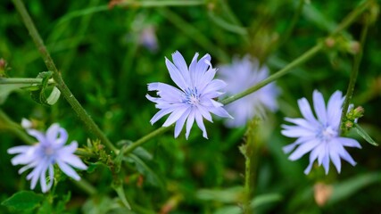 Fototapeta premium Close-up of blue chicory flowers blooming in nature.