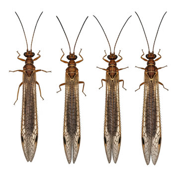 Four small brown stonefly insects viewed from above isolated on transparent background