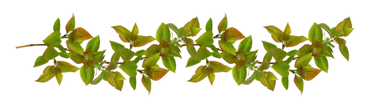 Spring green leaves of lilac in a line loopable natural pattern isolated on white or transparent background