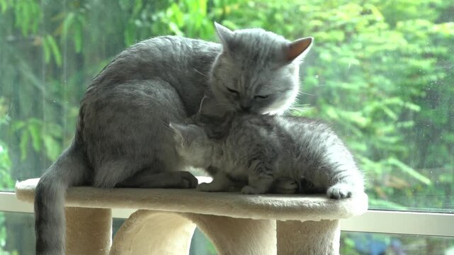 Mother cat grooming and licking her cute kitten on cat tree tower near window.