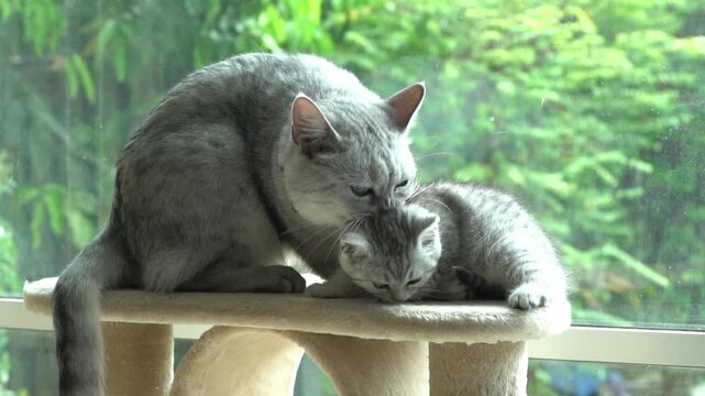 Mother cat grooming and licking her cute kitten on cat tree tower near window.