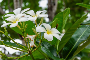 Plumeria flower and green leaves on tree,white frangipani tropical flower  blooming on tree,zen massage spa,summer beach vacation,rest hotel,island sea concept. © wanatithan