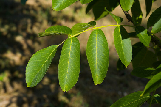 Bl&auml;tter am Walnussbaum, Echte Walnuss (Lat.: Juglans regia)