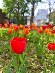 Obraz premium red tulips in the garden