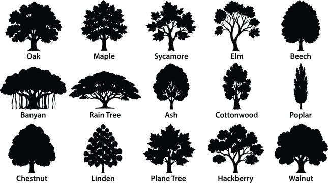 Collection of fifteen black silhouette deciduous tree including oak, maple, sycamore, elm, beech, banyan, rain tree, ash, and walnut