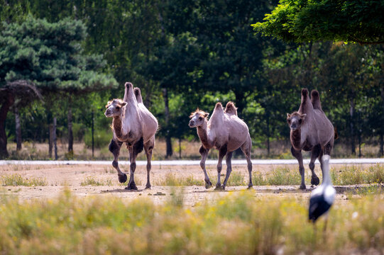 Bactrian camels (Camelus bactrianus) walk in a line across the open sandy plain at a safari park in the Netherlands the two humped desert animals moving together in summer.