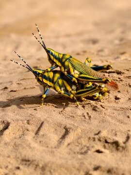 grasshopper on the ground
