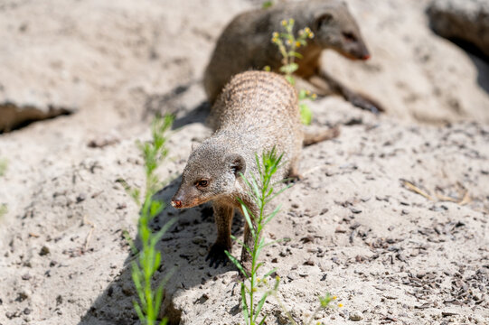 A banded mongoose (Mungos mungo) searches for food between green plants on sandy ground at a safari park in the Netherlands the alert little carnivore in summer light.