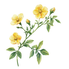 Fototapeta premium Rockrose Branch, watercolor painting capturing graceful lines and soft blended shades, isolated on a white background.