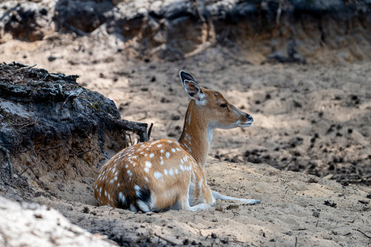 A young axis deer (Axis axis) rests beside an adult on the sandy ground at a safari park in the Netherlands the chital calf showing the same white spotted coat.