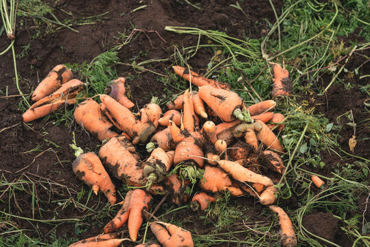 Rejected carrots left on farmland after harvest in Banjarnegara, Central Java, Indonesia due to low market quality