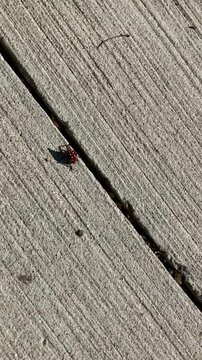 invasive spotted lanternfly nymph bright red color with black stripes and white spots