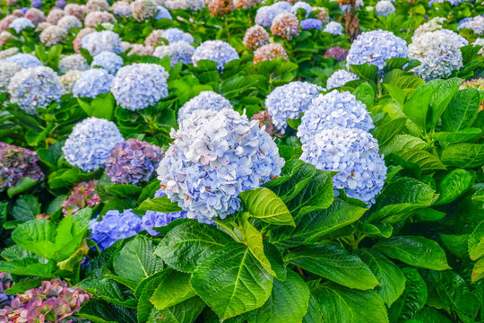 Hydrangea flower blooming in flower garden, Hydrangea macrophylla,purple and blue hydrangea bush a in full bloom.