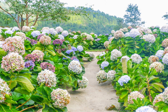 Hydrangea flower blooming in flower garden, Hydrangea macrophylla,purple and blue hydrangea bush a in full bloom.
