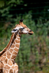 A giraffe (Giraffa camelopardalis) raises its head and neck above green bushes at a safari park in the Netherlands a portrait of the tallest mammal in a leafy summer setting. © Oksana