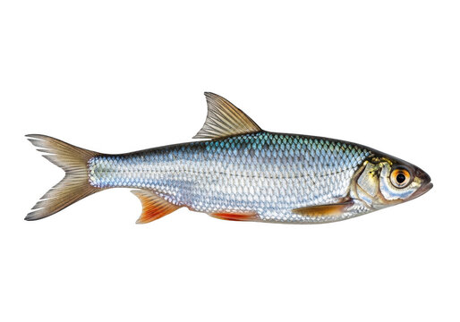 A single silver fish swimming with shiny scales and small orange fins illustration isolated on transparent background