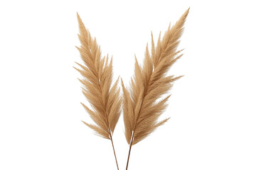 Obraz premium Pair of dried pampas plumes