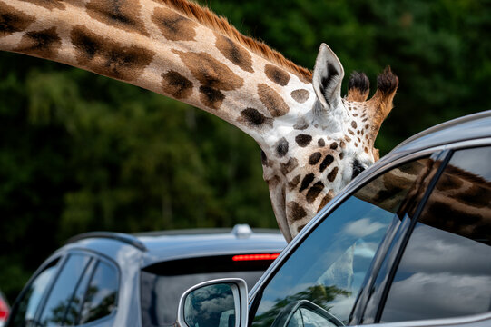 Hilvarenbeek Netherlands - July 19 2026. A giraffe leans its head down toward a visitor car on the drive through route at Safaripark Beekse Bergen a close animal encounter on a summer day.