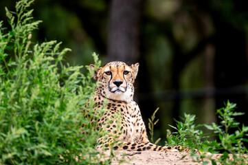 A cheetah (Acinonyx jubatus) sits and watches alertly from the grass at a safari park in the Netherlands the distinctive spots and tear lines of the big cat in view. © Oksana