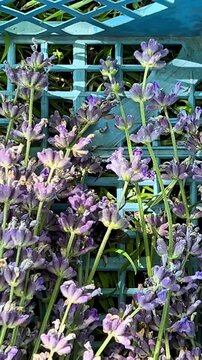 Lavender stems with vibrant purple flowers lie inside a blue plastic basket. This image captures the beauty of freshly harvested lavender, showcasing its calming and aromatic flowers.
