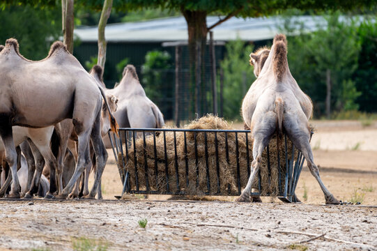Bactrian camels (Camelus bactrianus) feed among the herd near a hay rack at a safari park in the Netherlands the shaggy two humped desert animals in summer.