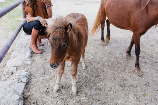 small pony horse in Mexico Latin America