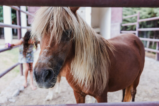 small pony horse in Mexico Latin America