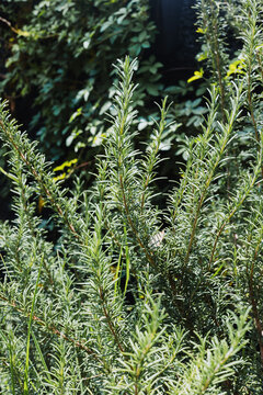 rosemary plant with green leaves growing outdoors in garden