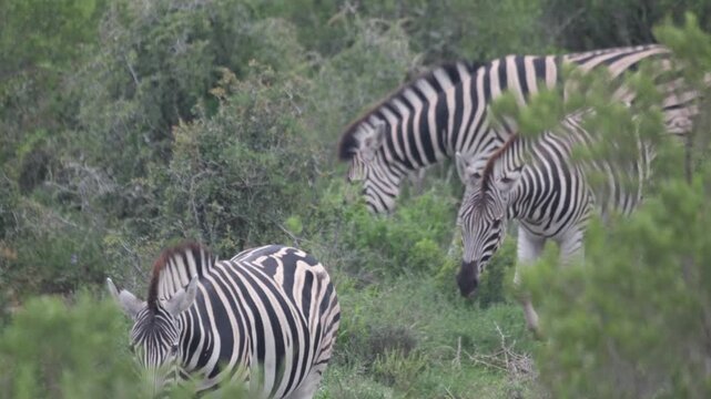 Herd of zebras grazing in dense green bushland