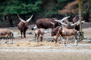 Long horned Watusi cattle stand among antelopes and birds in a mixed herd at a safari park in the Netherlands a lively African savannah scene in summer. © Oksana