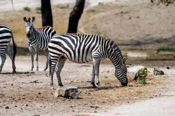 A plains zebra (Equus quagga) grazes while a striped foal stands nearby at a safari park in the Netherlands a family scene of the striped herbivores in summer. © Oksana
