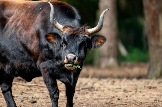 A close view of a Watusi (Bos taurus) with long curved horns at a safari park in the Netherlands the dark coat and impressive horns of the Ankole breed in detail.