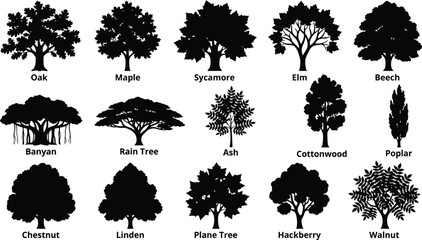 Set of fifteen black silhouette tree with labels including oak, maple, sycamore, elm, beech, banyan, rain tree, ash, and walnut species © hr graphics