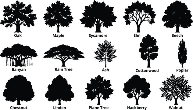 Set of fifteen black silhouette tree with labels including oak, maple, sycamore, elm, beech, banyan, rain tree, ash, and walnut species