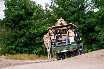 Hilvarenbeek Netherlands - July 19 2026. Visitors ride in an open safari truck past a giraffe on the sandy track of Safaripark Beekse Bergen a popular wildlife park attraction on a summer Sunday. © Oksana