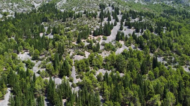 Cypresses, pines, and other evergreen trees on a mountain slope, aerial drone view. Evergreen forest on rocky hill.